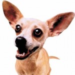 taco_bell_chihuahua-150x150